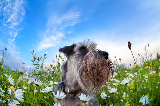zwergschnauzer on meadow with chamomiles