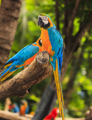 Macaw birds