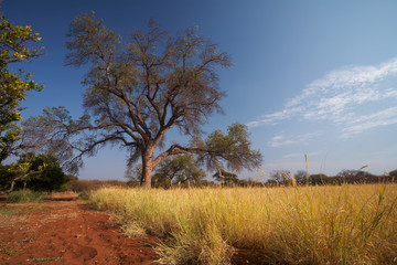 Fototapeta na wymiar Grassland African savannah
