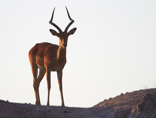 Impala on ridge