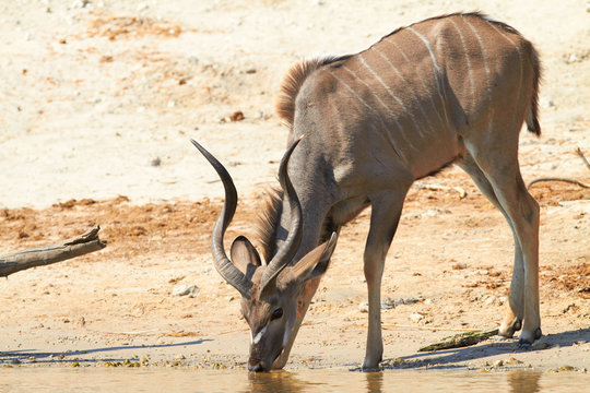 Greater Kudu