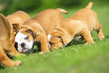 Cute happy english bulldog dog puppies playing outdoors