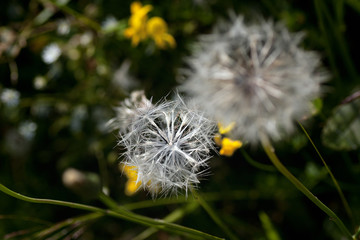 two seedheads in meadow grass