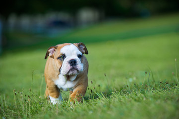 Cute happy bulldog puppy playing on fresh summer grass © Tatiana Katsai