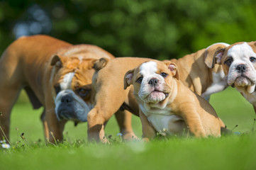 Beautiful Bulldog mother with her children puppies