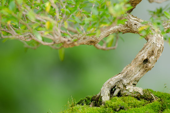 Knorriger Baustamm eines Junischnee Bonsai