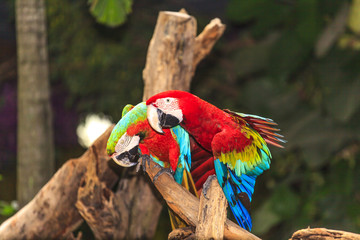 Macaw birds