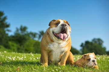 Happy cute english bulldog puppy with its mother dog