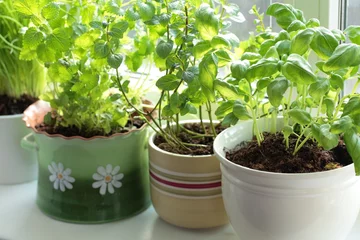 Photo sur Aluminium Herbes Herbes fraîches en pots sur une fenêtre