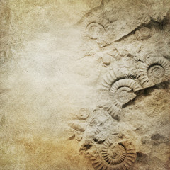 Vintage paper background with fossils - 54011860
