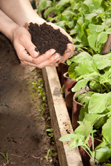 hands with black soil