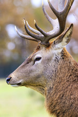 Portrait of deer