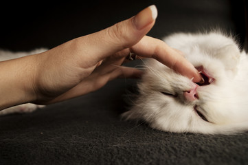 White kitten biting finger