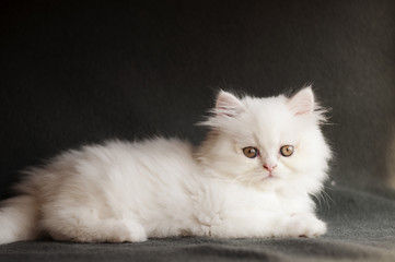 Adorable white Persian kitten