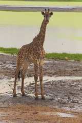 Giraffe