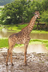 Giraffe
