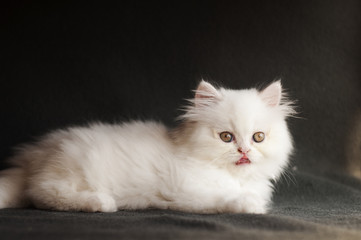 Obraz na płótnie Canvas Adorable white Persian kitten