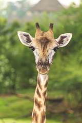 Fototapeta premium Giraffe