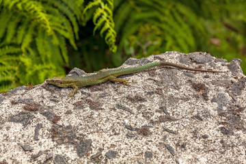 Lizard on rock