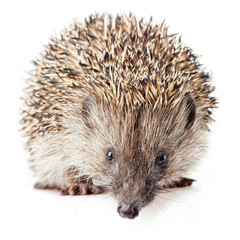 Cute little hedgehog isolated on white
