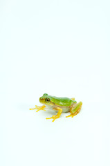 ニホンアマガエル