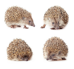 collage of a cute hedgehogs on a white background