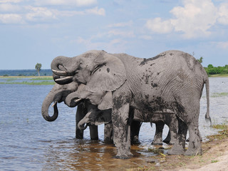 elephants on riverbank at drinking
