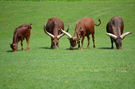Afrikanisches Watussi Longhorn Rind