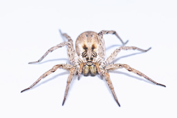 Wolf spider