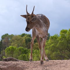 Female fallow-deer