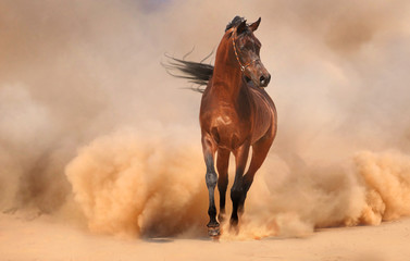 Arabian horse running out of the Desert Storm - 54018065