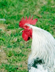 rooster crowing