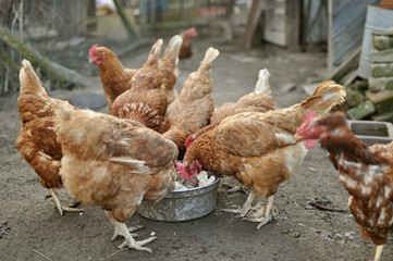 Group of brown hens eating on farm yard outdoors