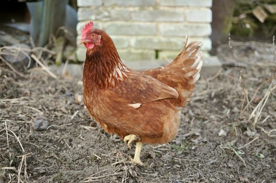Brown hen on farm yard outdoors.