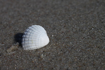 sea shell (Baltic)
