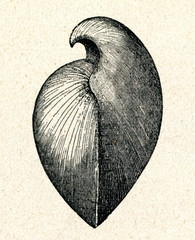 Stringocephalus Burtini
