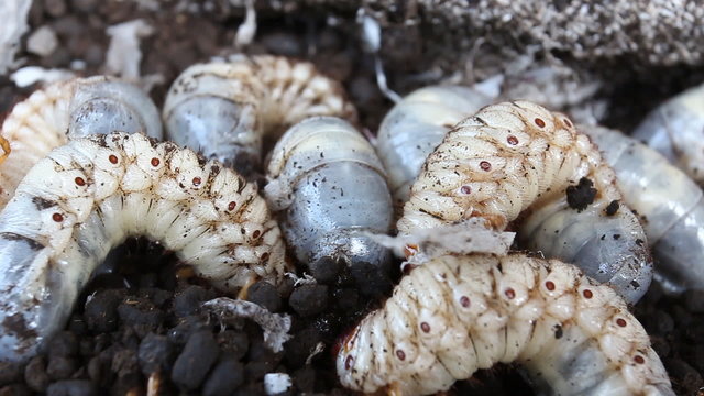 Worm beetles - closeup