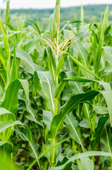 Field of green corn plant