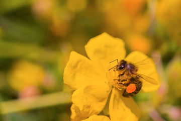 Honig-Biene sammelt Nektar auf gelber Blüte