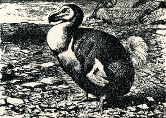 Dodo (Raphus cucullatus)