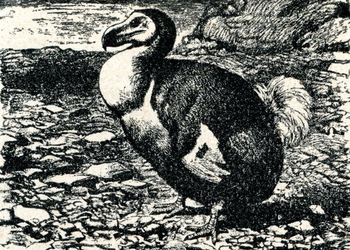 Dodo (Raphus cucullatus)