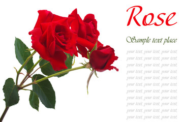 Three fresh red roses isolated on white background