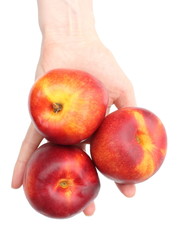Woman's hand with a fruit nectarines on white background