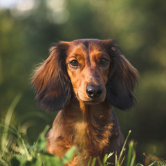 Dachshund Portrait