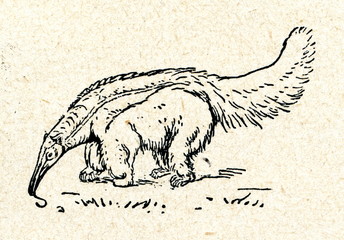 Anteater