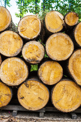 Felled tree in the forest