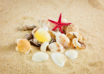 Fototapeta na wymiar pearl on the seashell . The exotic sea shell . Treasure from the
