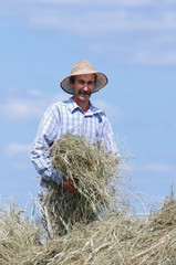 Polnik przy sianie na tle nieba © nestonik