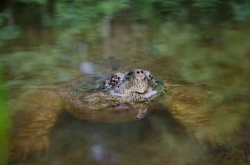Common snapping turtle