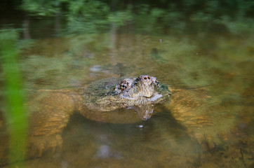 Common snapping turtle